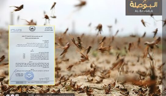 عميد بلدية سرت يُشكل لجنة لمكافحة الجراد بالبلدية