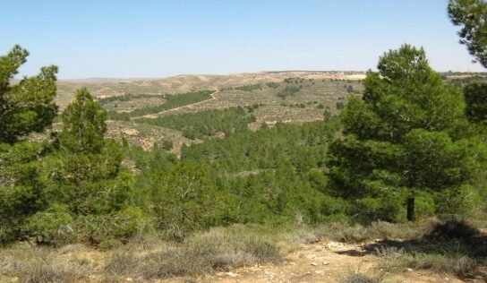 500 شجرة جديدة لدعم الغطاء النباتي داخل محمية الشعافيين