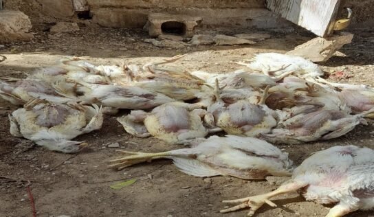 مخاوف بشأن ارتفاع أسعار الدواجن بعد تفشي “النيوكاسل” في عدة مناطق ليبية