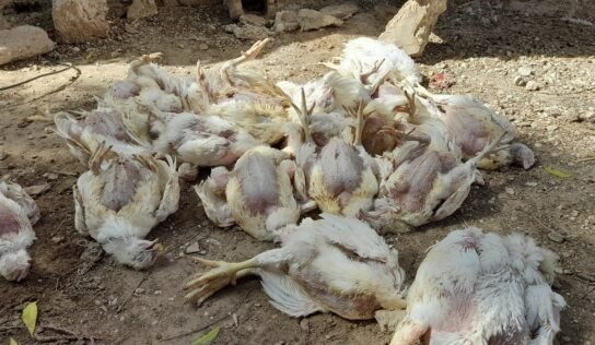 150 ألف طير نفقت في البيضاء.. العبيدي يحذر من سوء استخدام اللقاحات