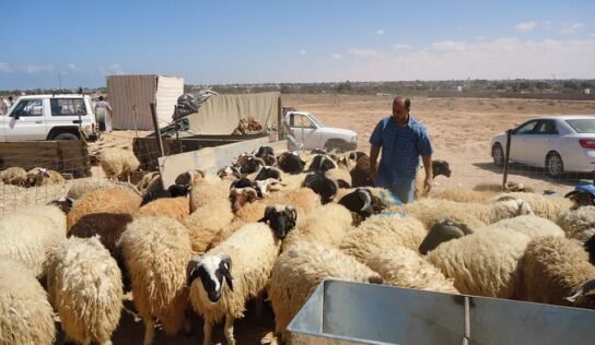 الجبل الأخضر يفقد نصف ثروته الحيوانية.. أزمة الأعلاف والأدوية تهدد الأمن الغذائي