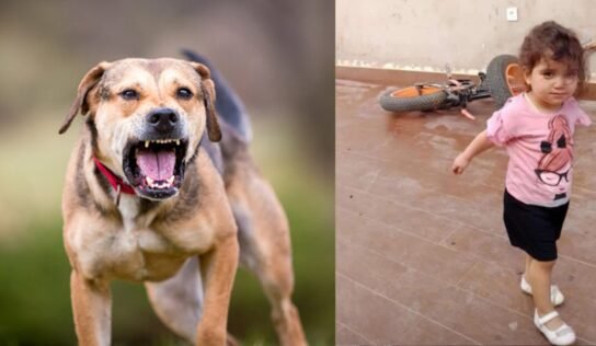 طفلة ضحية الكلاب الضالة في بنغازي.. ودعوات لحلول عاجلة وإنسانية