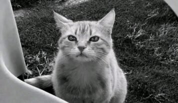 قطوسة سيف الإسلام القذافي تشعل تفاعلاً إنسانيًا واسعًا على مواقع التواصل