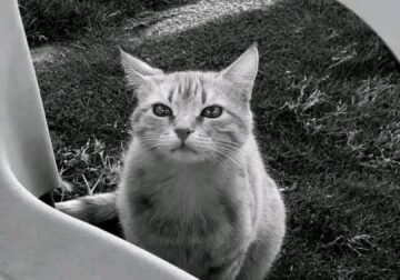 قطوسة سيف الإسلام القذافي تشعل تفاعلاً إنسانيًا واسعًا على مواقع التواصل