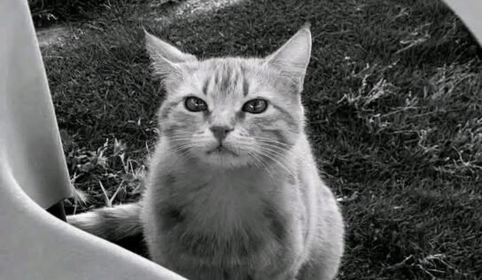 قطوسة سيف الإسلام القذافي تشعل تفاعلاً إنسانيًا واسعًا على مواقع التواصل