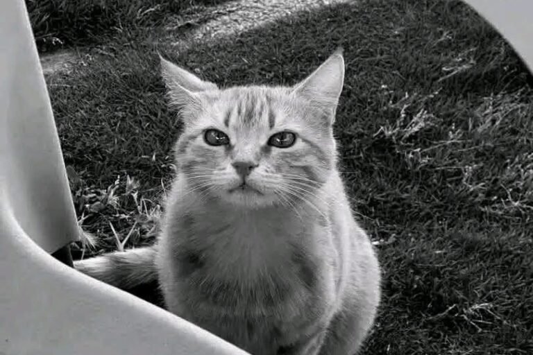 قطوسة سيف الإسلام القذافي تشعل تفاعلاً إنسانيًا واسعًا على مواقع التواصل