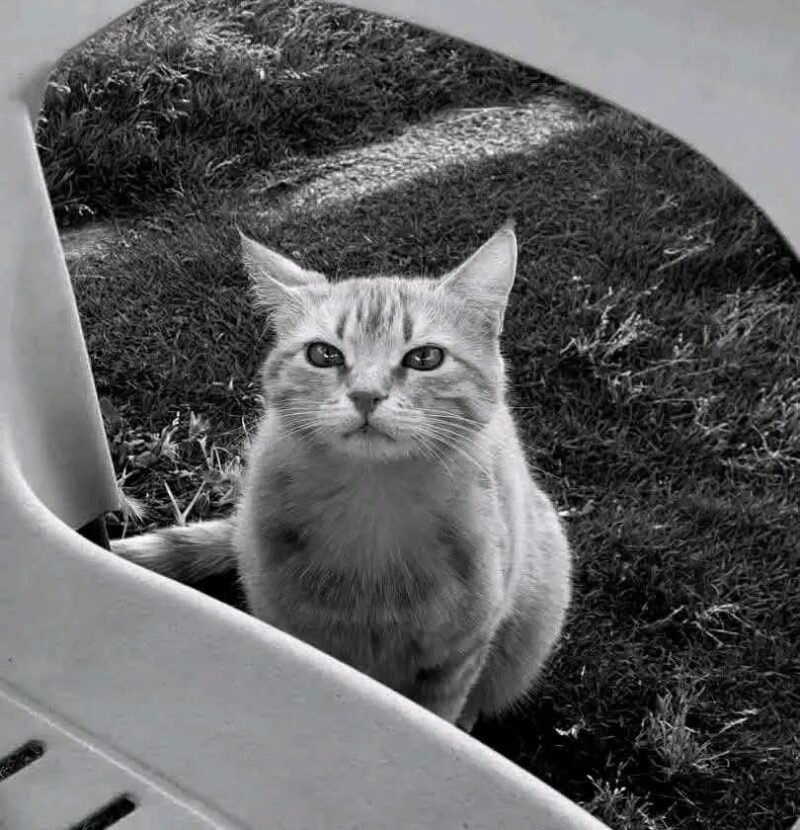 قطوسة سيف الإسلام القذافي تشعل تفاعلاً إنسانيًا واسعًا على مواقع التواصل