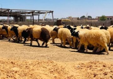 بسعر 45 دينار للكيلو…مبادرة “القيادة العامة” تضخ المواشي في الأسواق