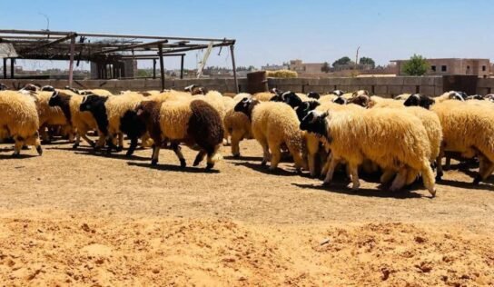 بسعر 45 دينار للكيلو…مبادرة “القيادة العامة” تضخ المواشي في الأسواق