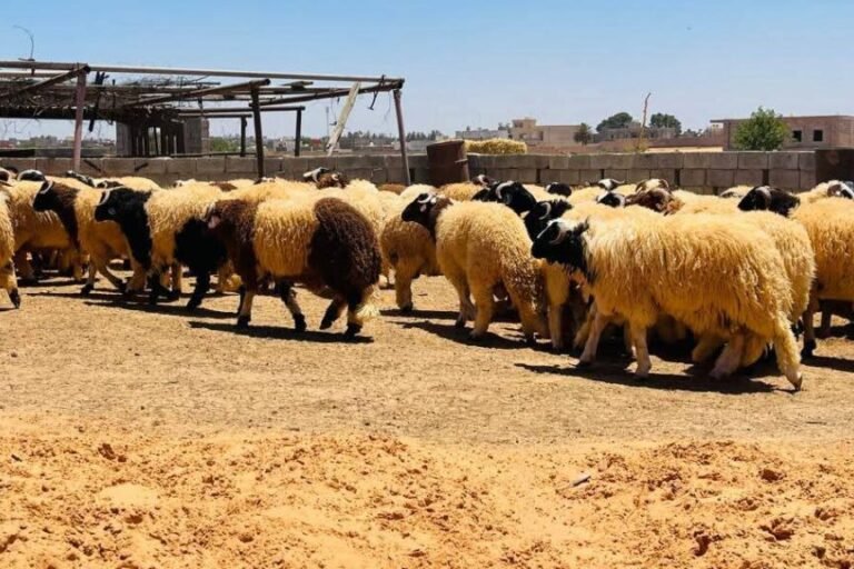 بسعر 45 دينار للكيلو…مبادرة “القيادة العامة” تضخ المواشي في الأسواق