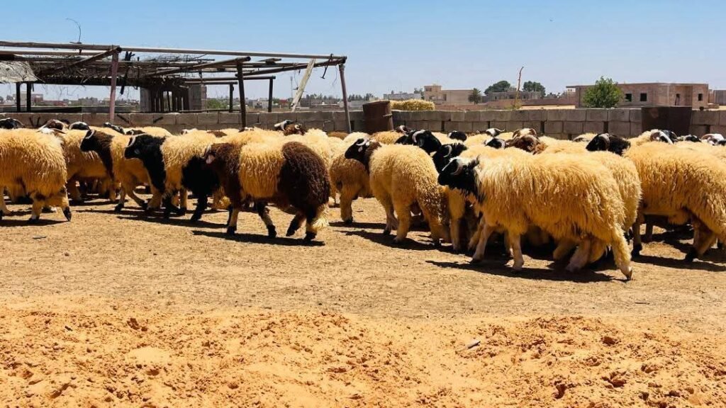 بسعر 45 دينار للكيلو…مبادرة “القيادة العامة” تضخ المواشي في الأسواق