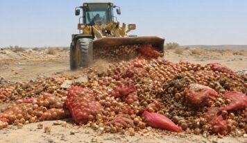 بعد دخولها من مصر.. إعدام نحو 30 طنًا من البصل غير الصالح في وادي البوانيس