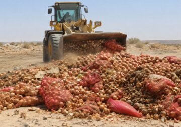بعد دخولها من مصر.. إعدام نحو 30 طنًا من البصل غير الصالح في وادي البوانيس
