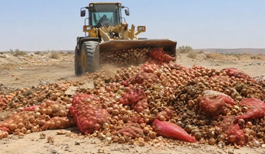 بعد دخولها من مصر.. إعدام نحو 30 طنًا من البصل غير الصالح في وادي البوانيس