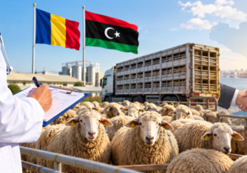 بعد توقف سنوات.. الأغنام الرومانية تطرق أبواب السوق الليبية مجدداً