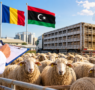 بعد توقف سنوات.. الأغنام الرومانية تطرق أبواب السوق الليبية مجدداً